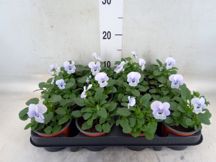 <h4>Viola corn. 'Evo Mini Marina'</h4>