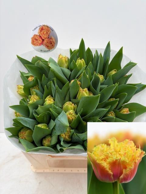 <h4>TU FR BRISBANE</h4>