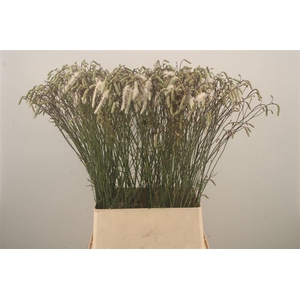 SANGUISORBA OFFICINALIS WHITE