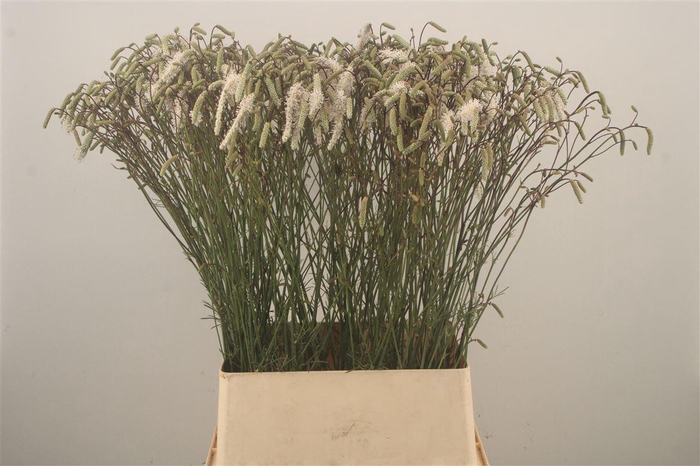 <h4>SANGUISORBA OFFICINALIS WHITE</h4>
