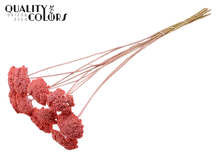<h4>Achillea per stem Frosted Pink</h4>