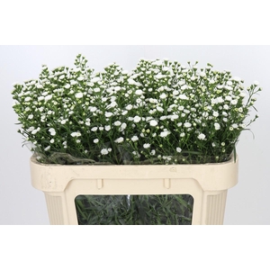 Aster White Gypsy