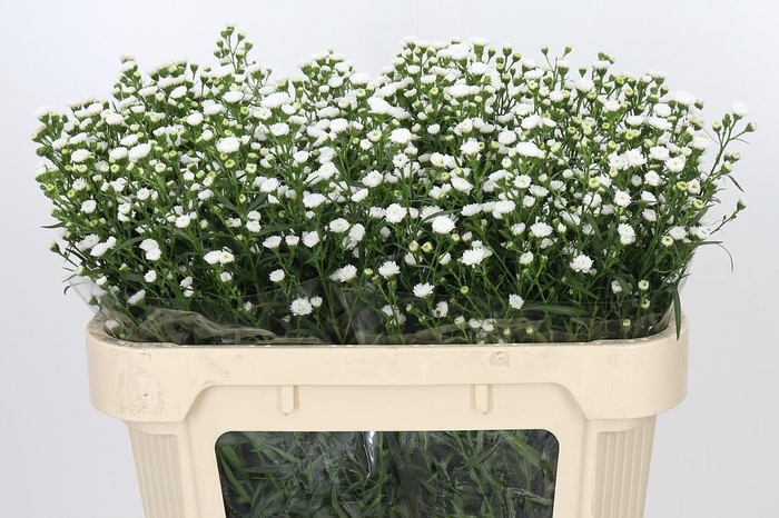 <h4>Aster White Gypsy</h4>