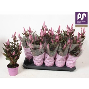 CEL MERIDA PINK