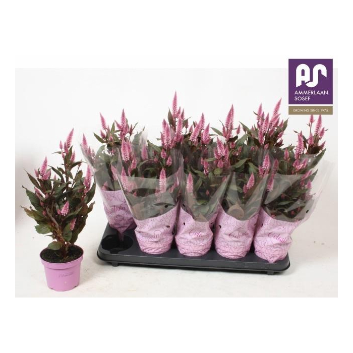 <h4>CEL MERIDA PINK</h4>