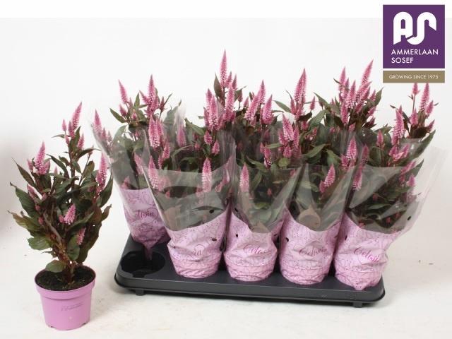 <h4>CEL MERIDA PINK</h4>