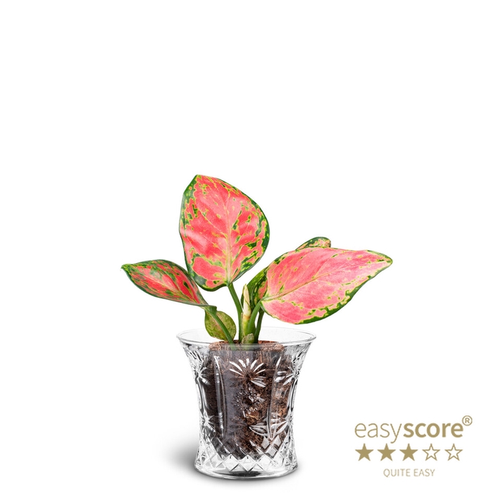 <h4>AGLAONEMA COM P7 CRYSTAL</h4>