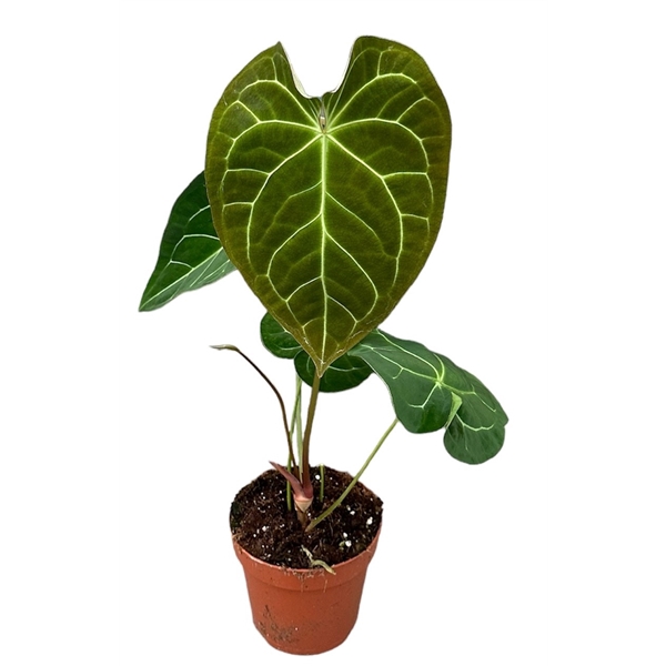 <h4>Anthurium Magnificum X Crystallinum</h4>