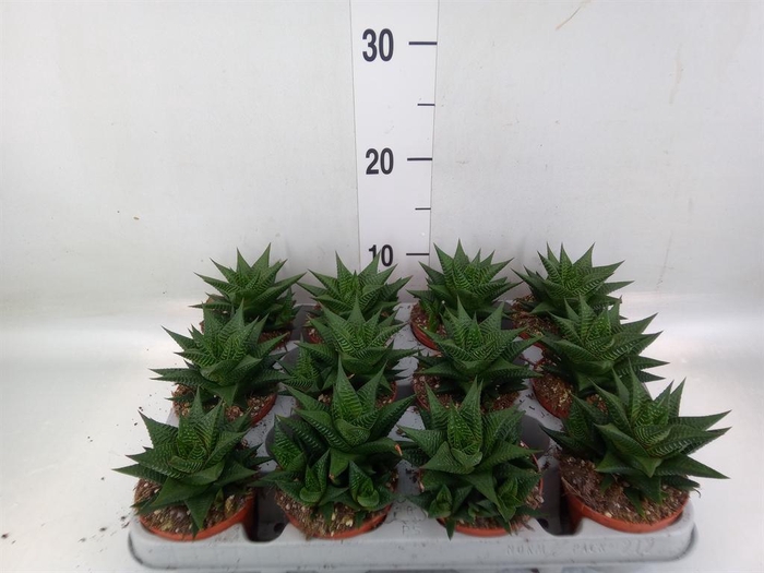 <h4>Haworthia limifolia</h4>