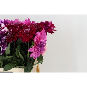 Dahlia Gemengd in fust
