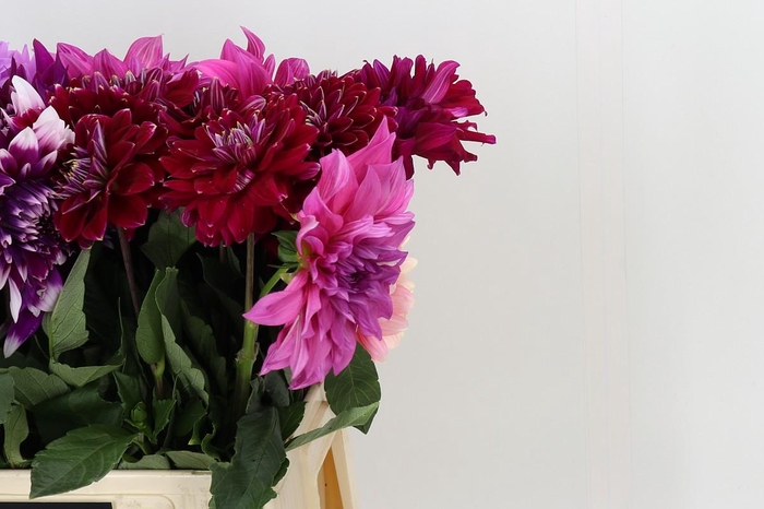 <h4>Dahlia Gemengd in fust</h4>