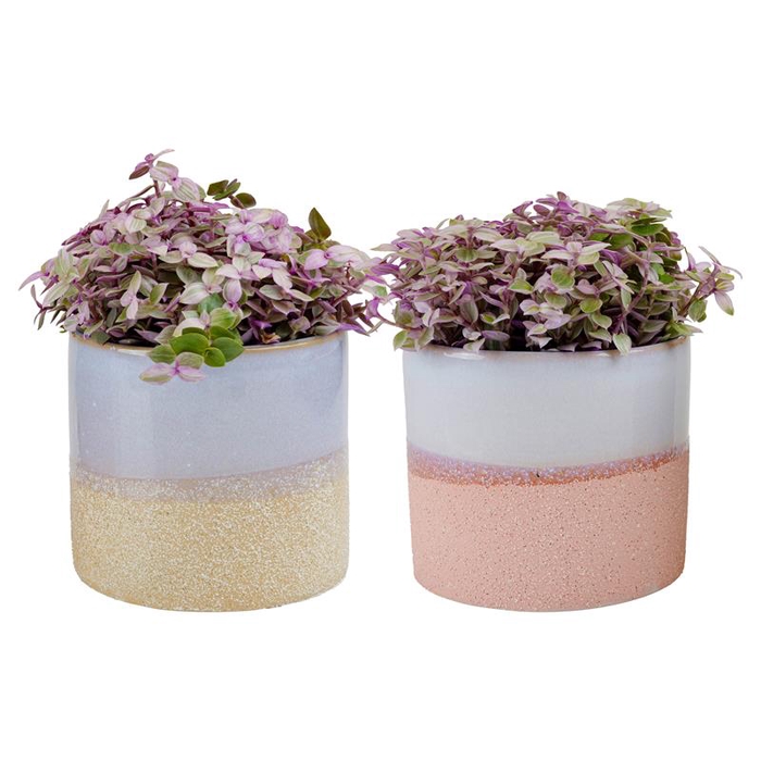 <h4>CALLISIA REPENS P9</h4>