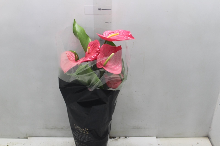 <h4>ANTHURIUM CALIFORNIA P17 ROSA PREMIUM</h4>
