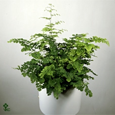 ADIAN RAD FRITZ-LUTH