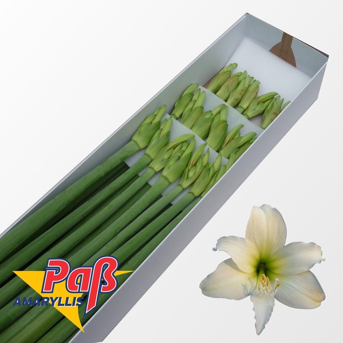 <h4>HIPP CO HELIOS</h4>