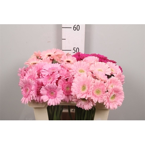 Ge Mi Pink Mix