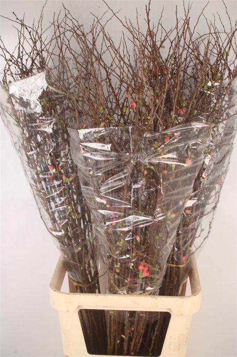 <h4>Chaenomeles Superba</h4>