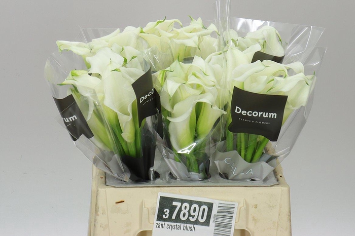 <h4>Zant Crystal Blush</h4>