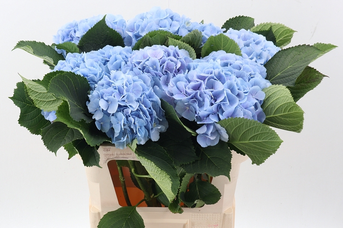 <h4>Hydr M Ch Verena Bl</h4>