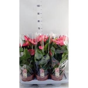 Anthurium andr. 'California'