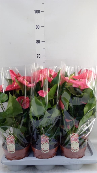 <h4>Anthurium andr. 'California'</h4>