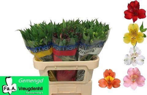 <h4>Alstoemeria gemengd in fust</h4>