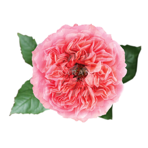 R GR CANDY X-PRESSION Naranjo