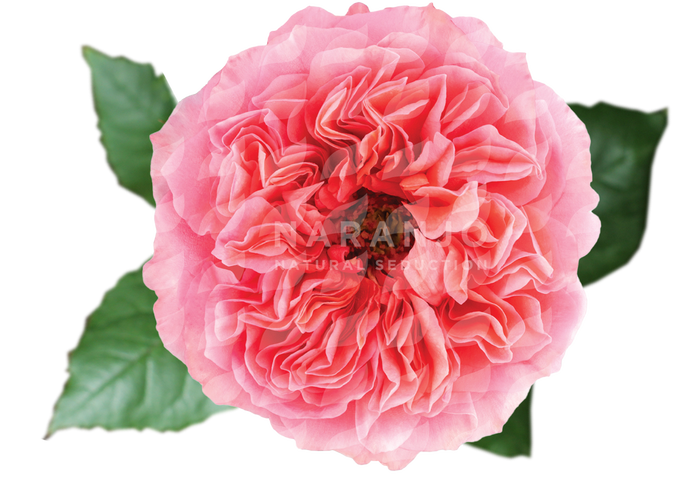 <h4>R GR CANDY X-PRESSION Naranjo</h4>