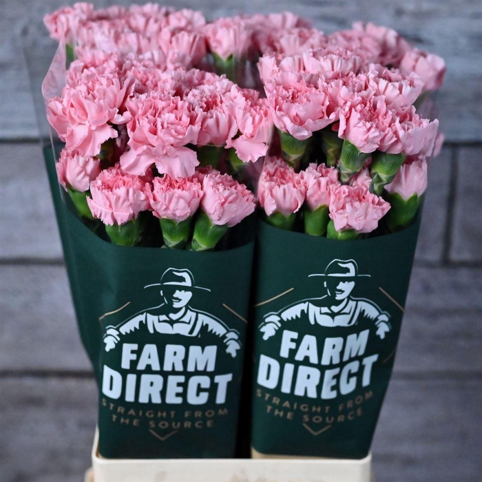 <h4>Di St Doncel</h4>