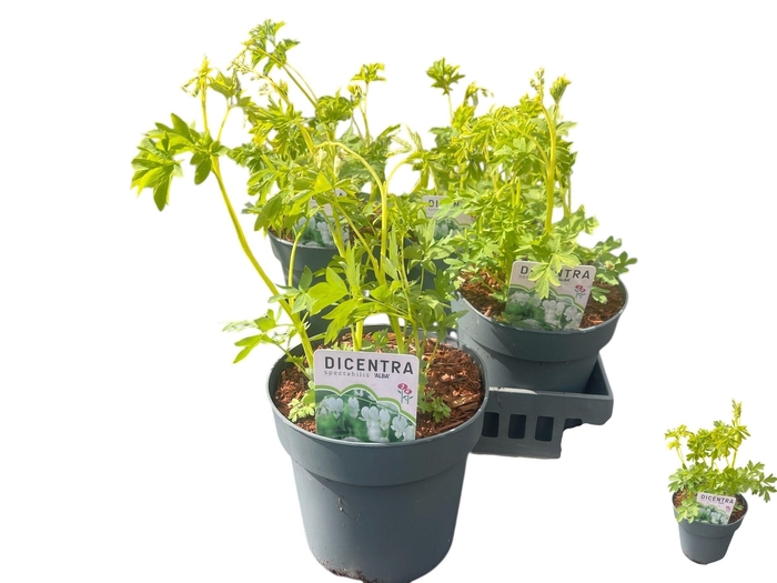 <h4>Dice Sp Alba</h4>