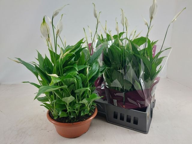 Spathiphyllum Bellini 23Ø 40cm 15fl