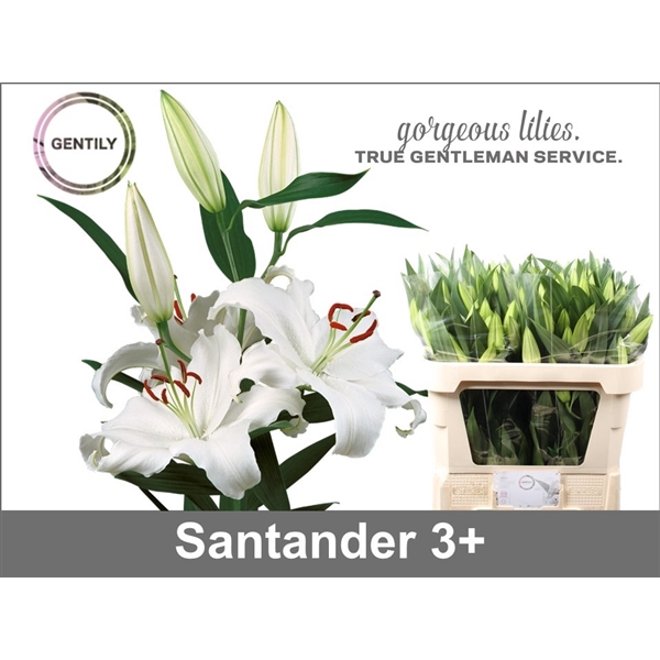 <h4>Li Or Santander 3+</h4>