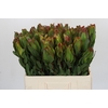 Leucadendron Laurel Yellow