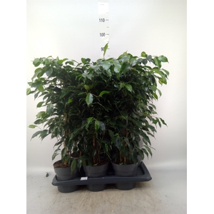 Ficus benja. 'Danielle'