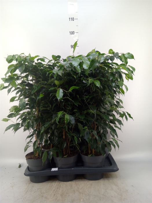 <h4>Ficus benja. 'Danielle'</h4>