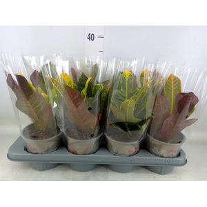 Codiaeum var. GR 'Excellent'