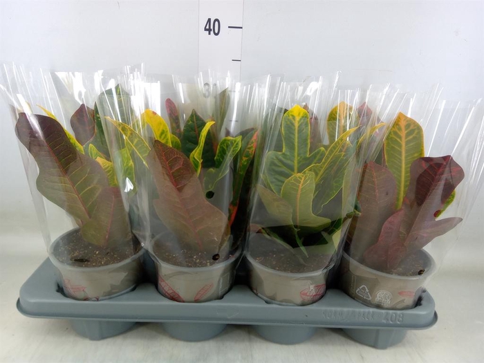 <h4>Codiaeum var. GR 'Excellent'</h4>