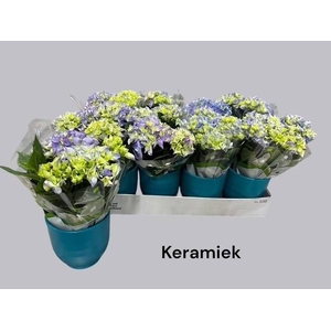 HYDR M EARLY BLUE