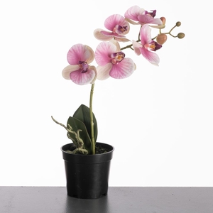 AF Orchid in pot H35cm Pink