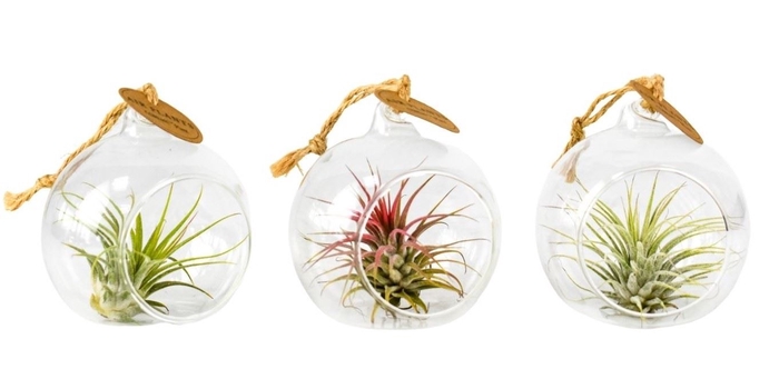 <h4>Arr.  Tillandsia L%</h4>
