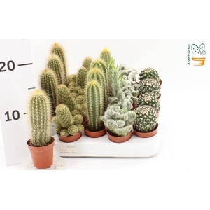 CACTUS GEM