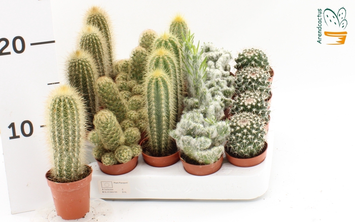 <h4>CACTUS GEM</h4>