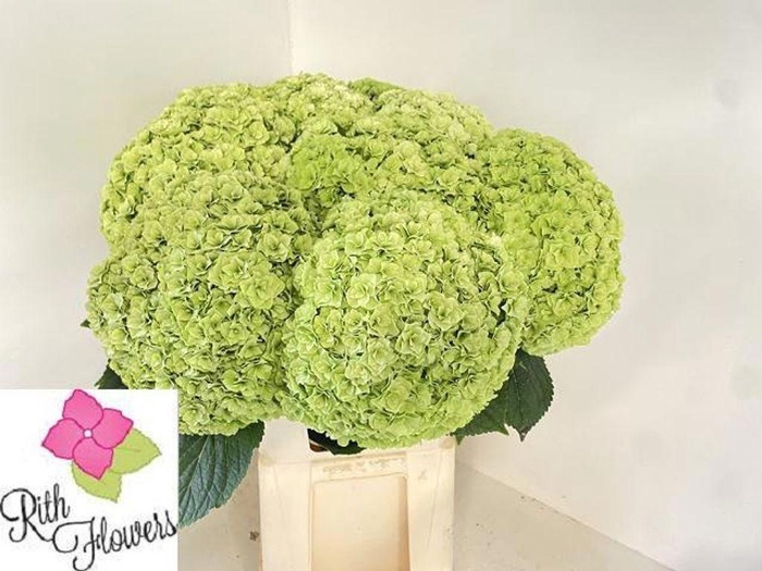 <h4>Hydrangea royal higness (classic)</h4>