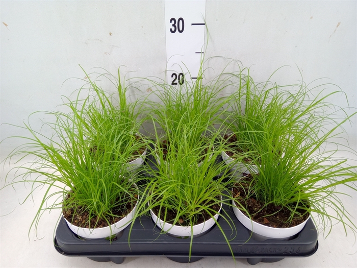 <h4>Cyperus alternifolius 'Zumula'</h4>