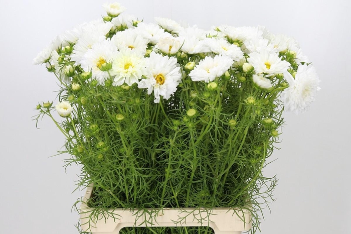 <h4>Cosmos White</h4>