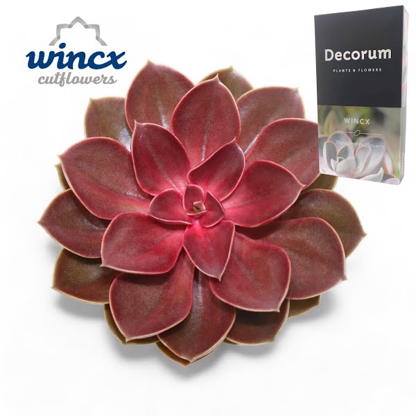 <h4>Echeveria Red Ruby Cutflower</h4>