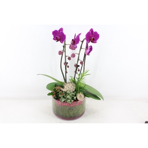 arr2 PL - Glas cilinder phal. roze