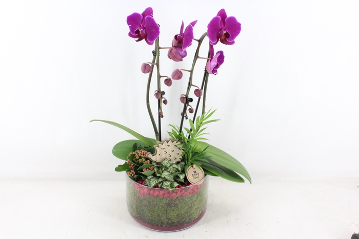 <h4>arr2 PL - Glas cilinder phal. roze</h4>