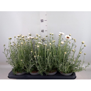 Rhodanthemum  'Casablanca'