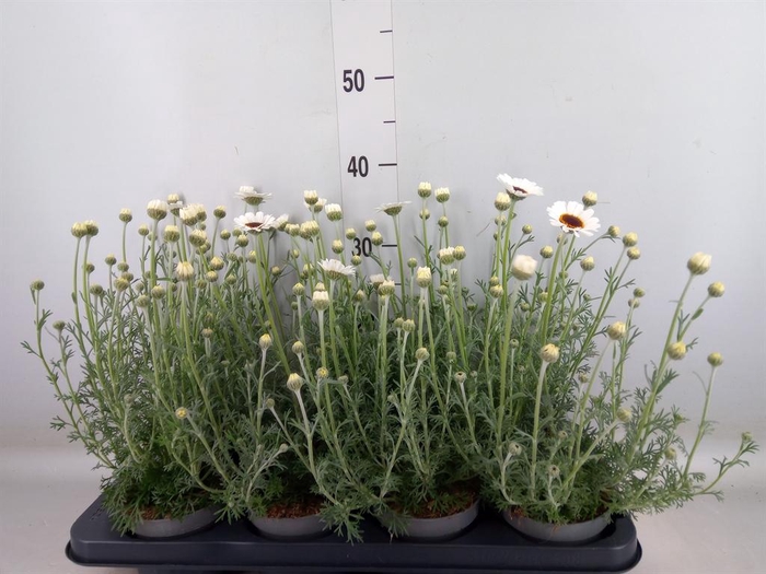 <h4>Rhodanthemum  'Casablanca'</h4>